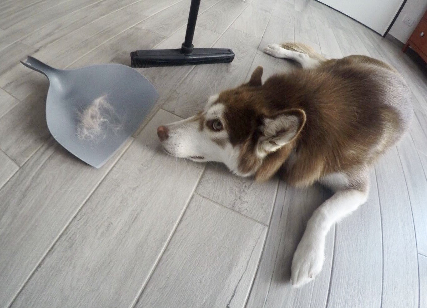 SCOPA RACCOGLI CAPELLI E PELI